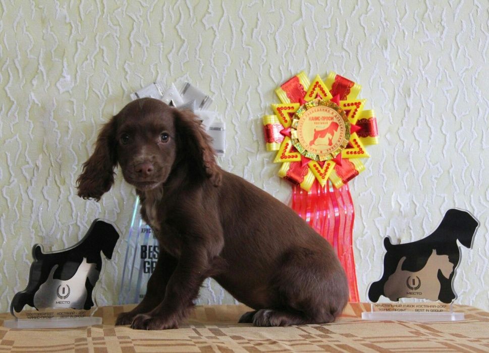 Спаниель девочка