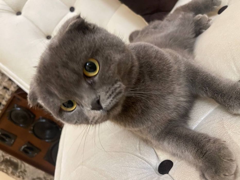 Britanski skotish fold