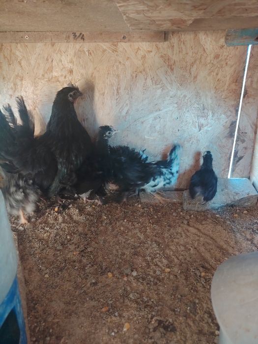 Vând familii găini pitice sau cloșca cu pui