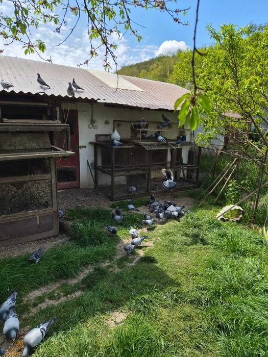 Vand porumbei POSTASI