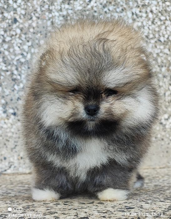 Померан померанче