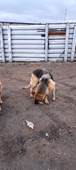 Щенки немецкой овчарки