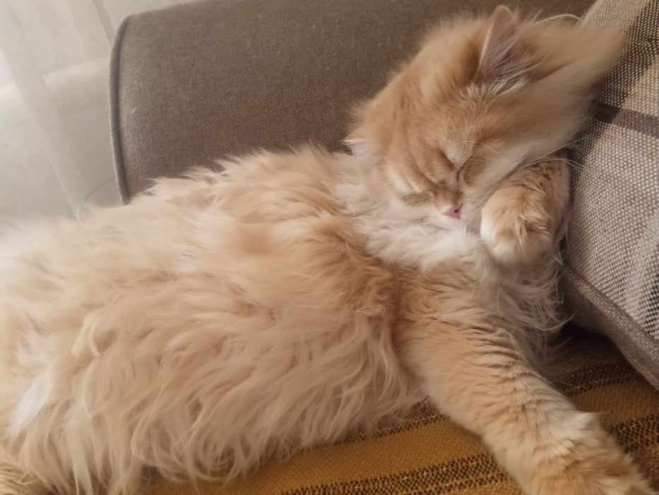Кот в добрые руки