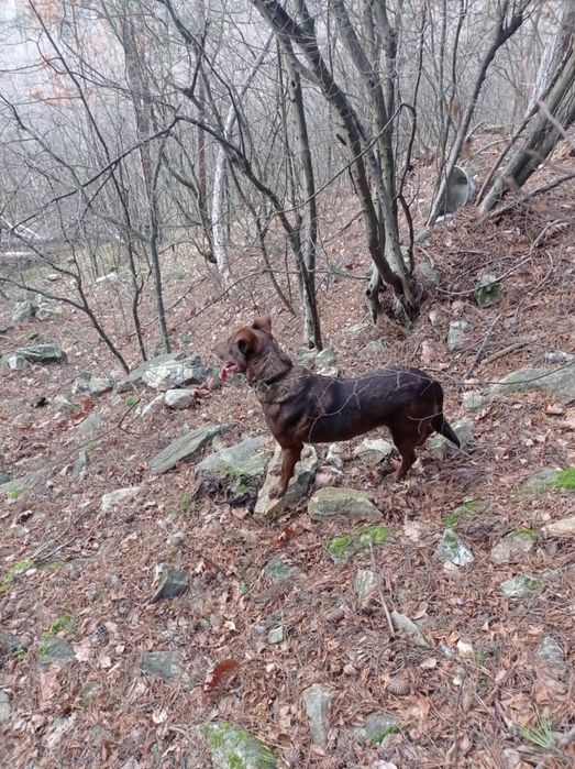 Подарявам ловджийско куче