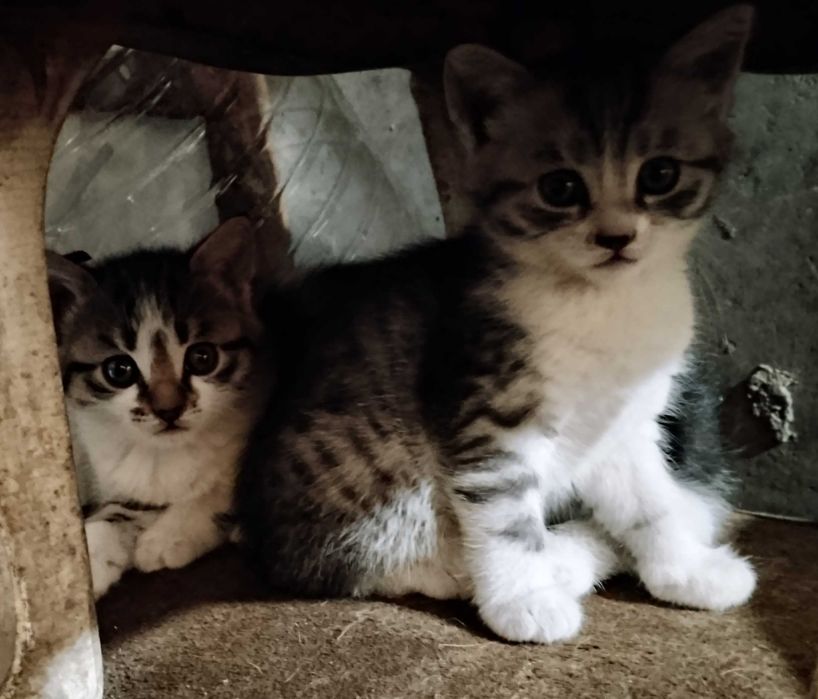 Подарявам котнца