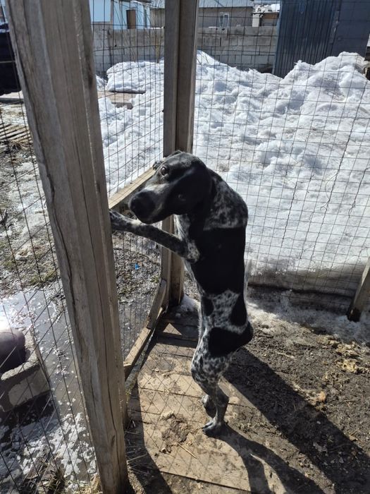 Курцхаар умный собака