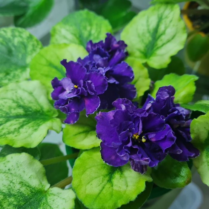 Продаю фиалки и детки