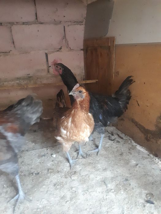 Lakenvelder tovuqlari