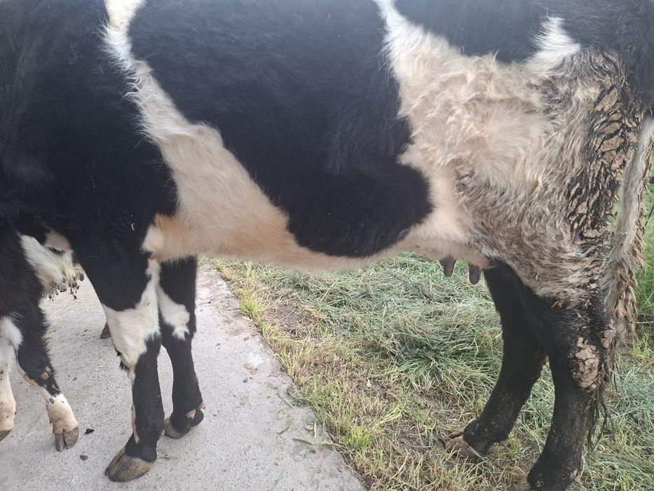 Бұзаулы сиыр сатылады