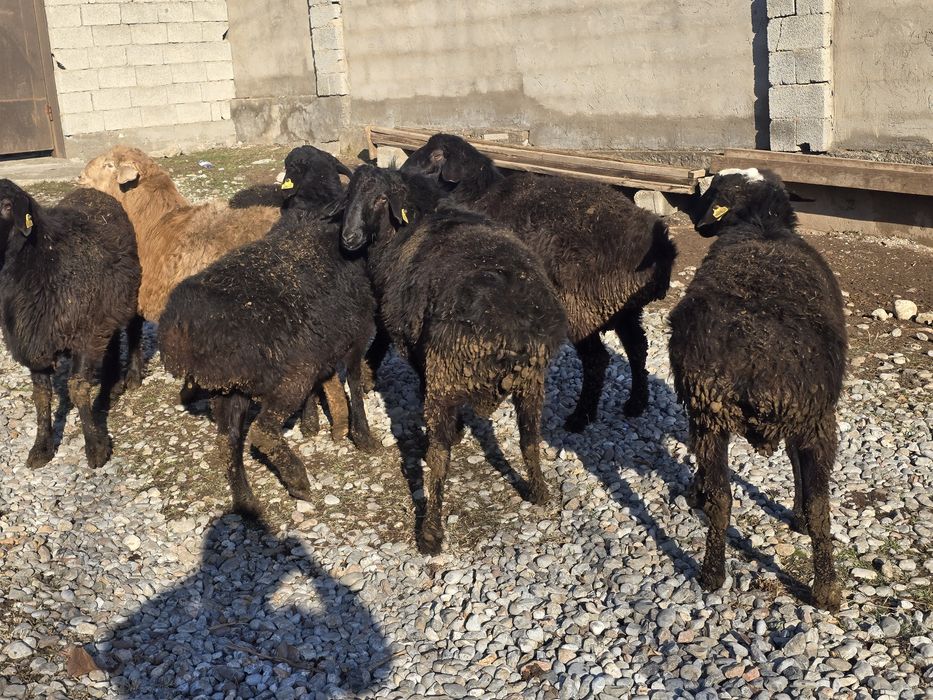 Қошқарлар сатылады жемде тұрған