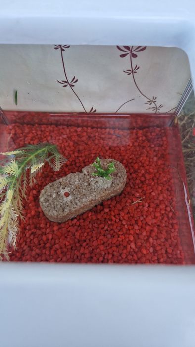 Acvariu de pești Marina beta kit