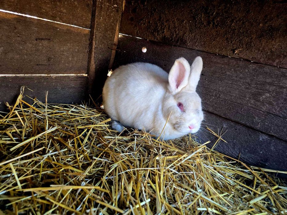 Neozeelandez 2 femele