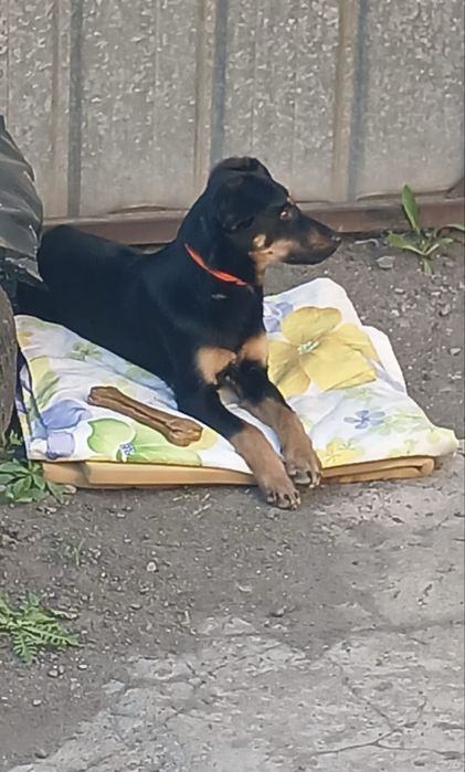 Семейная собака Тося