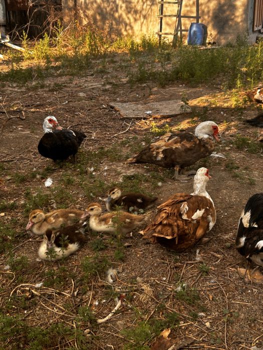 Продоются Индоутки,Селезни