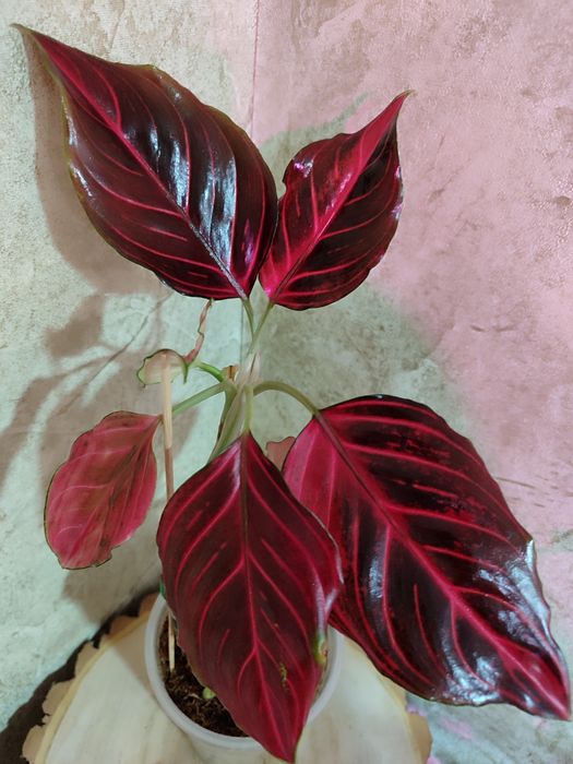 Тайские Аглаонемы