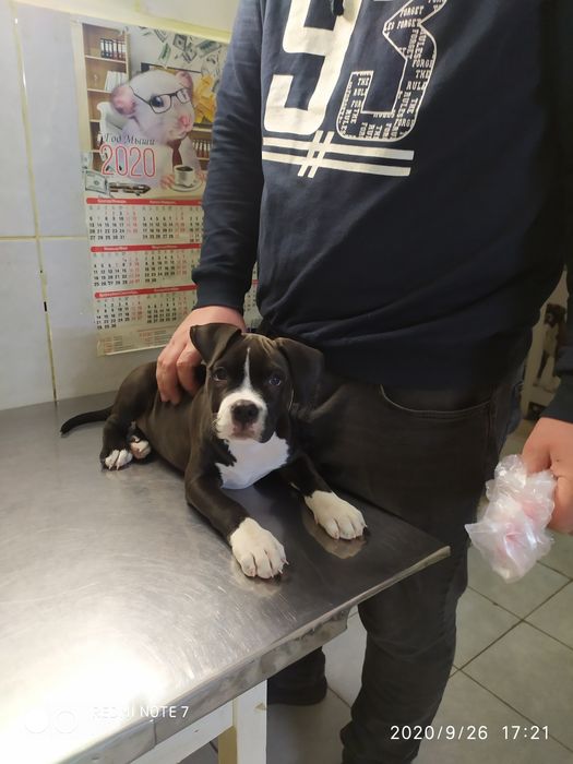 Ветеринар  выезд на дом 24/7