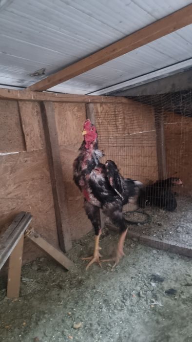 Дакан кораз .дддд