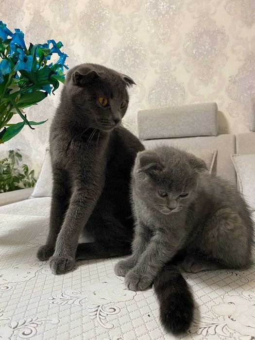 Продается пародистая кошка, мать и дочка