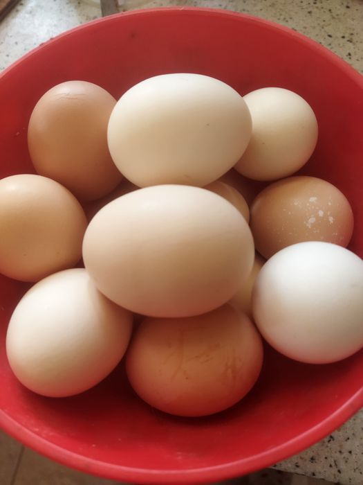 Свежие,домашние куриные яйца