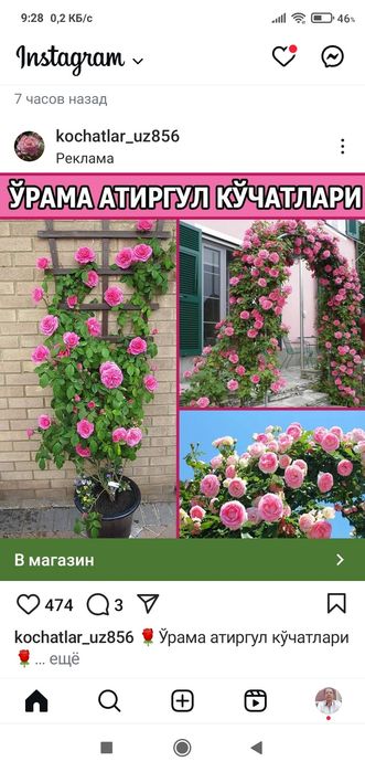 вющая.роза.. .   Штамп  роза .Жасмин