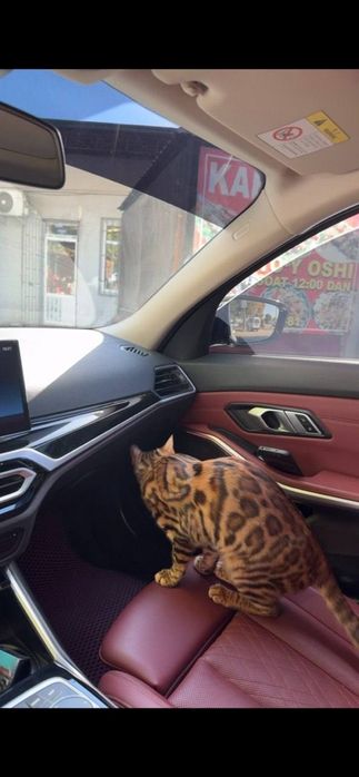 Бенгальская кошка