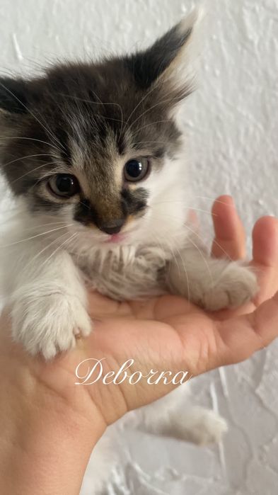 Кошкаааа дамашнии