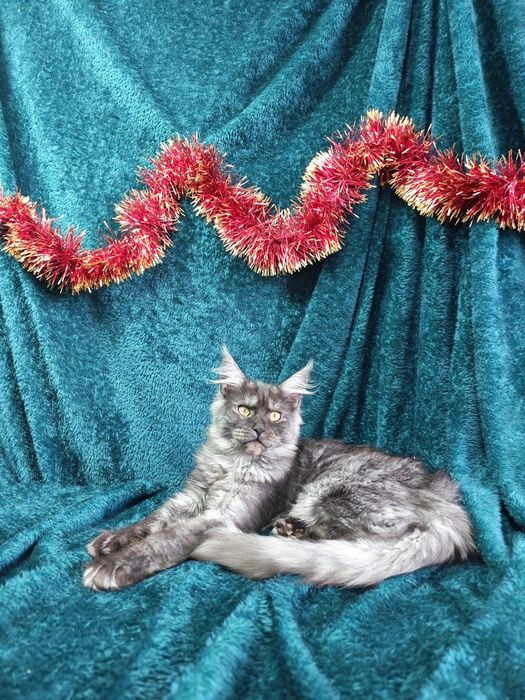 Котята мейнкун продаются