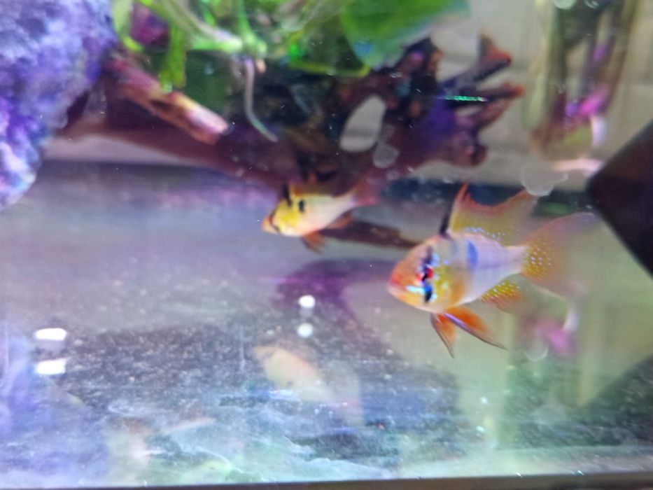 Продам аквариумных рыб