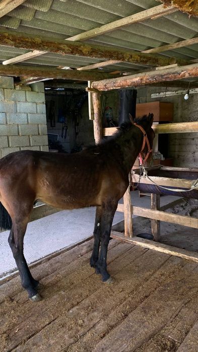 Тайлар   жеребцы