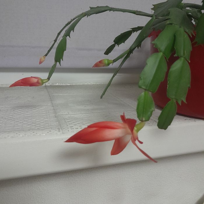 Декабрист красный