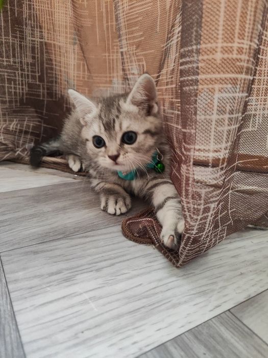 Скоттиш Страйт (мальчик)