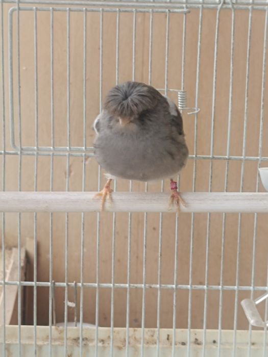 Канарейка  Глостер