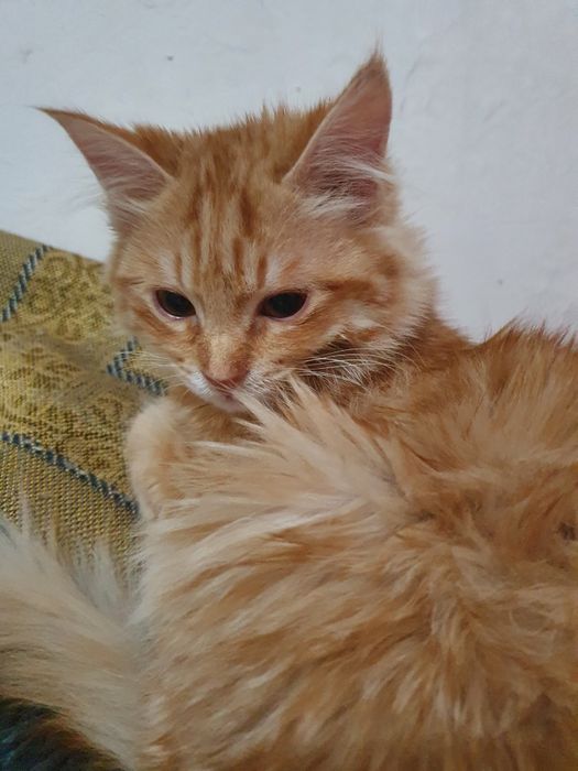 Даром отдам кота