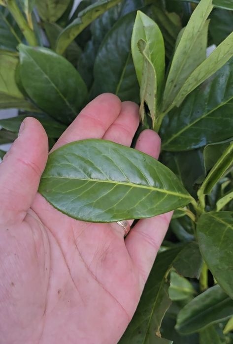 Laur Englezesc NOVITA 60-80cm - Ramificat - Prumus Laurocerasus