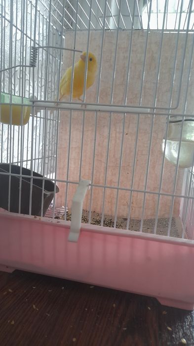 Kanareka 600ming somdan kelishtiriladi
