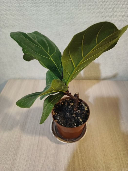 Продам фикус Лирата