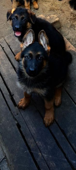 Ciobanesc german