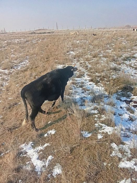 Кунажын сатылады саудасы бар