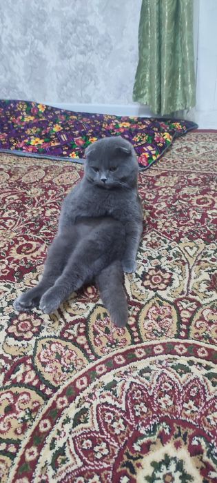 Кот скотиш фолд для вязку. Mushuk qo'shish uchun skotish fold