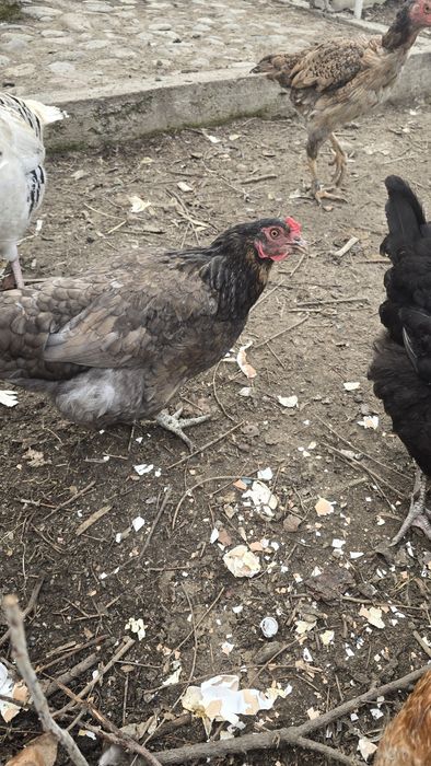 Цыплята суточные