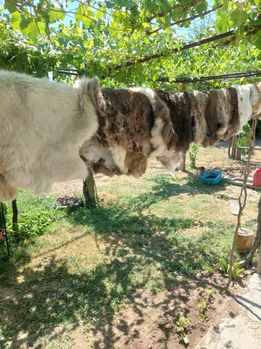 Заешки кожи обработени