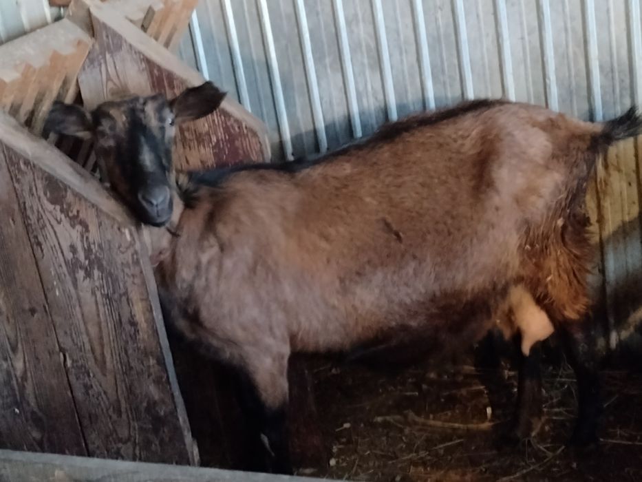 Capre alpine franceze saanen și anglo nubiene