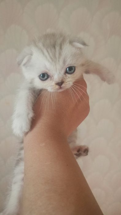 Котята фолды и страйт