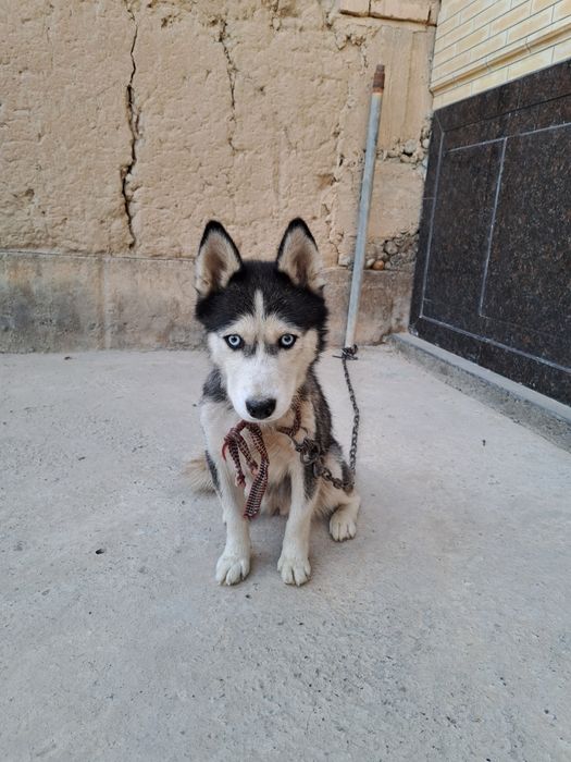 Хаски продаётся чисто кртвный