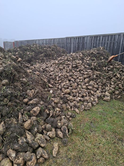 Baloți de lucernă uscată,înfoliată,de fân și baloți de paie de vânzare