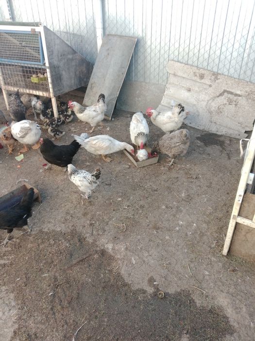Продам кур находимся