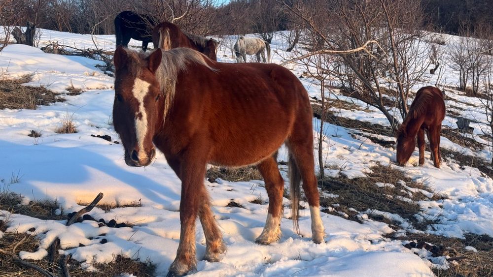 Еркек тайлар сатылады! Продам жеребчиков!