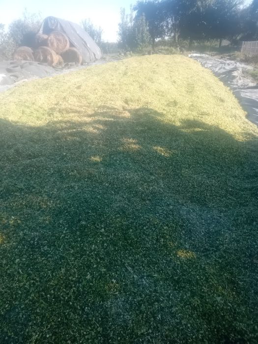 Siloz de porumb anul 2025