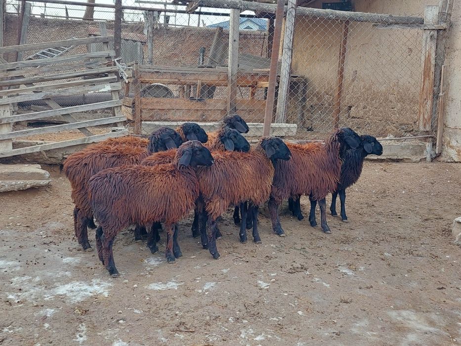 Ургашы токтылар сатылады