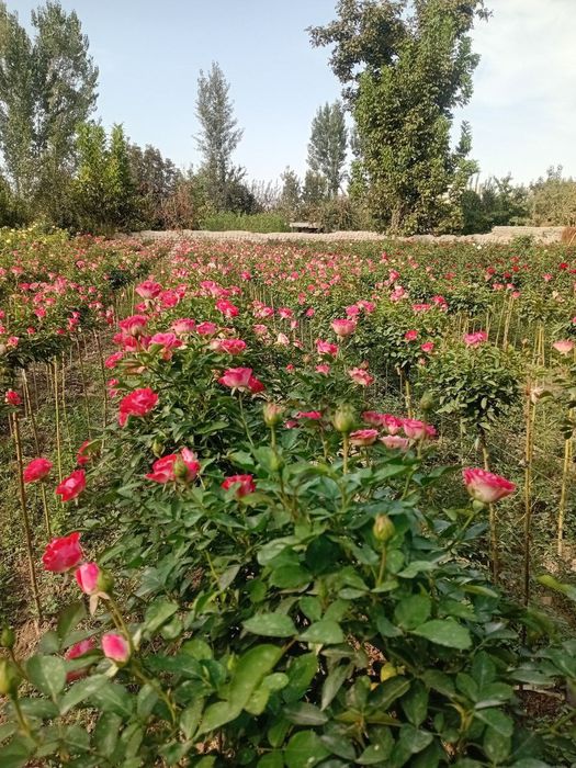 Штамбовый роза    Metropka shtampoviy atirgul boshlandi